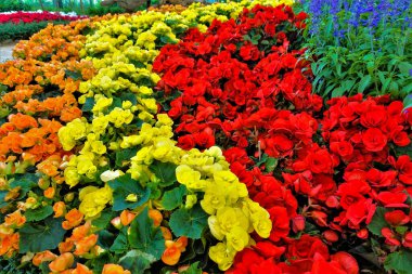 Parlak tropikal çiçek tarhı. Turuncu, sarı, kırmızı, mavi çiçekler bir kavisle sıralanır. Çiçeklerin başları arasında yeşil yapraklar var..