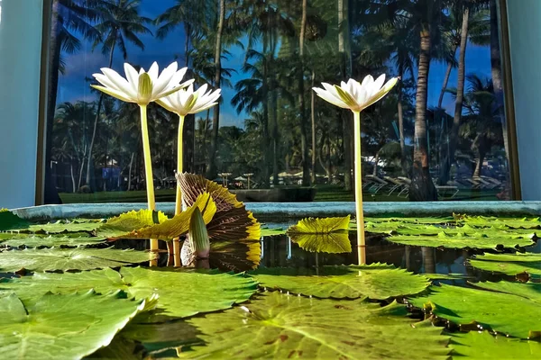 Blooming water lilies. Large green leaves lie on the surface of the water. Three white flowers and a bud go up. The glass reflects palms, sun loungers, blue sky. Thailand.