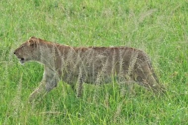 Vahşi bir dişi aslan uzun yeşil çimenlerde yürüyor. Yakından bakınca, ağız açık. Yırtıcı hayvan avlanacak. Kenya. Masai Mara Parkı.