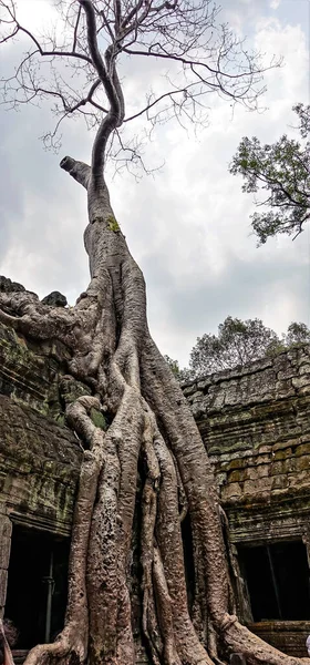 Дерево Растет Крыше Древнего Храма Багажник Сухие Ветви Против Неба — стоковое фото