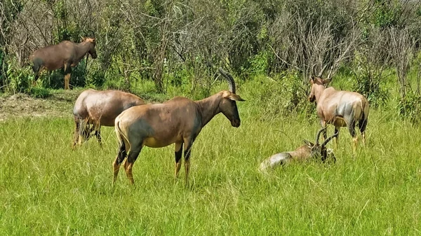 Groupe Antilopes Bourgeons Rouges Repose Broute Sur Herbe Verte Savane — Photo