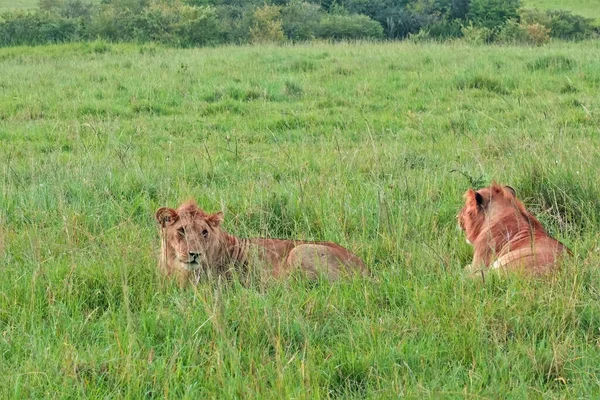 Δύο Άγρια Όμορφα Λιοντάρια Αναπαύονται Στο Καταπράσινο Χορτάρι Της Σαβάνας — Φωτογραφία Αρχείου