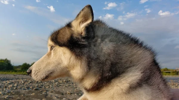 Portré Egy Husky Kutya Háttérben Kék Sugarak Lenyugvó Nap Kutya — Stock Fotó