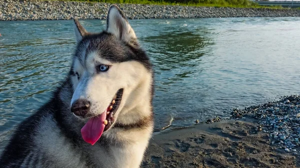Сибірський Лайка Березі Річки Зблизька Похмурий Чорно Білий Собака Сидить — стокове фото