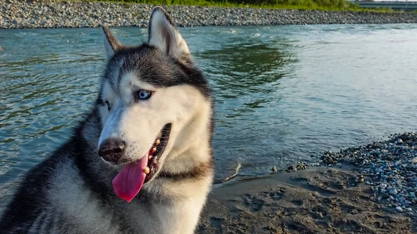 Szibériai Husky Folyóparton Közelkép Egy Bolyhos Fekete Fehér Kutya Elfordítja — Stock Fotó