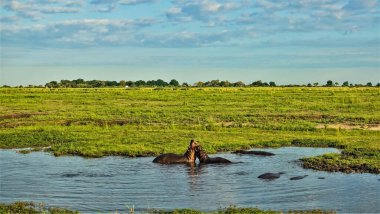 Afrika 'nın vahşi yaşamı. İki su aygırı bataklıkta oynuyorlar, kafaları yukarıda, ağızları açık. Diğer su aygırlarının arkası görülebilir. Sahilde parlak yeşil çimenler. Mavi gökyüzü. Botswana, Chobe Parkı.