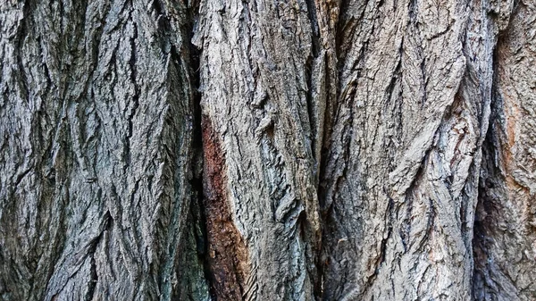 Corteza Árbol Viejo Textura Fondo Una Superficie Desigual Doblada Diferentes —  Fotos de Stock