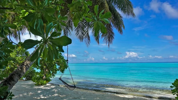 Paradise in the Maldives. A palm tree bent over the white sand of the beach. A rope swing is suspended from the trunk. Serene aquamarine ocean, picturesque clouds in the azure sky. Endless summer.