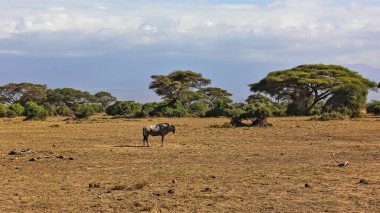 Afrika manzarası. Yalnız bir antilop savananın sarı çimlerinde duruyor. Yakınlarda şemsiyeli akasyalar ve çalılar var. Bulutlu gökyüzü. Kenya. Amboseli Parkı.