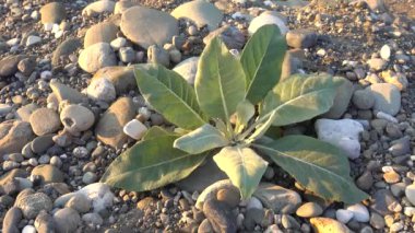Gri çakıl taşlarının üzerindeki yeşil bitki. Rüzgar büyük, geniş yapraklarla çırpınır. Hayat kazanır..
