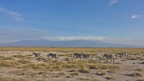 Grupo Zebras Listradas Atravessa Savana Grama Amarela Solo Seco Kilimanjaro — Fotografia de Stock