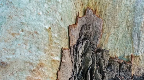 Textura Tronco Eucalipto Izquierda Está Suave Madera Blanca Del Árbol —  Fotos de Stock