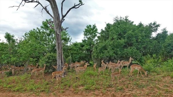 Grand Groupe Antilopes Dans Nature Impalas Adultes Bébés Paissent Sur — Photo