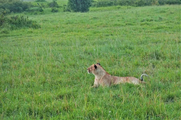 一头野生美丽的母狮躺在草原的绿草上 凝视着它的侧面 头抬了 尾巴弯了 耳朵清醒了 肯尼亚 Masai Mara公园 — 图库照片