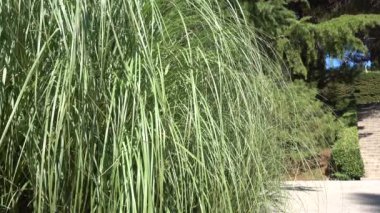 Parktaki yemyeşil otlar, Cortaderia otları. Esinti uzun ve zarif yaprakları sallıyor. Bahçenin arka sokağı, merdivenler, yeşil kozalaklı ağaçlar görünüyor. Yaz güneşli bir gün.