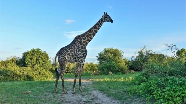 Giraffe Gegen Den Blauen Himmel Nahaufnahme Profil Steht Ein Wildes — Stockfoto
