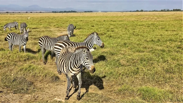 A group of zebras in the wild. Striped animals graze, look at the camera. Close-up. Summer day. The savannah grass turned yellow. Kenya. Amboseli National Park.