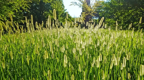 Prado Verano Rodeado Árboles Exuberante Hierba Verde Con Altas Espiguillas —  Fotos de Stock