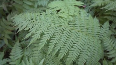 Eğreltiotu tam ekran. Yakın plan. Esintide sallanan oyulmuş yeşil bir yaprak, karıncalar üzerinde koşar. Ormanda gölgeli bir çayır.