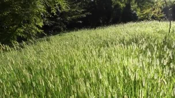 Rumput Hijau Tinggi Bukit Taman Angin Mengayunkan Batang Panjang Dan — Stok Video