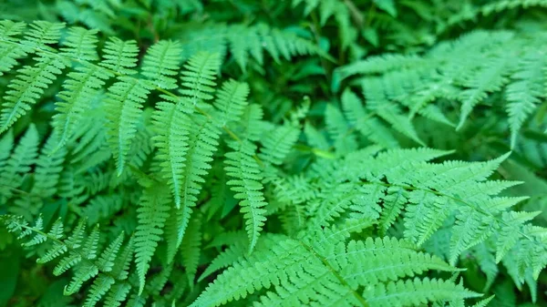 Primo Piano Della Felce Schermo Intero Brillante Foglie Rete Verde — Foto Stock