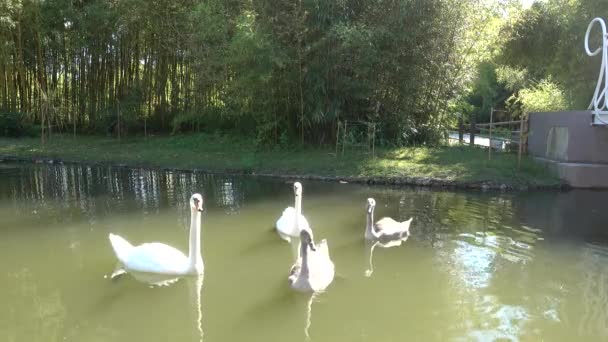 在老公园里 天鹅在池塘里游泳 白色和灰色优雅的鸟儿正在寻找食物 展开它们的翅膀 水的反射 岸上有一丛丛竹子 — 图库视频影像