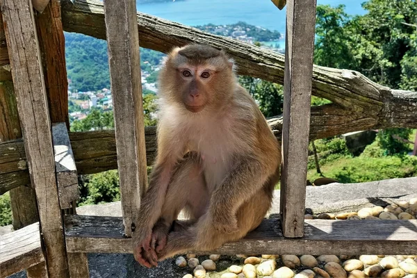 A cute fluffy monkey sits on a wooden fence. Looks at the camera. Close-up. The background is a tropical landscape. Thailand. Phuket.