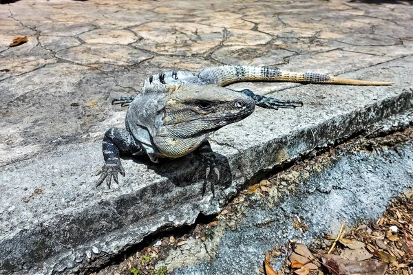 Iguana Close Grande Réptil Listrado Cinza Senta Caminho Pedra Cabeça — Fotografia de Stock