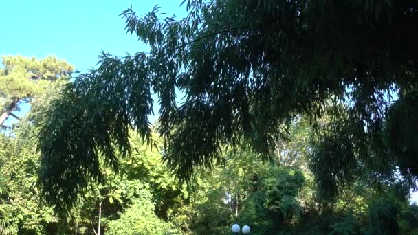 Високий Пишний Бамбук Схилився Парку Довге Зелене Листя Ширяє Вітрі — стокове відео