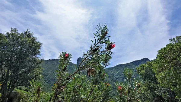 Protea Florece Las Ramas Hay Hojas Largas Estrechas Flores Rosadas —  Fotos de Stock