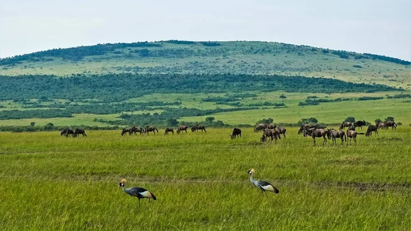 African Wildlife Deux Grues Couronnées Marchent Sur Herbe Verte Savane — Photo