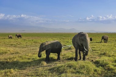 Bir fil ailesi bozkırın yeşil çimlerinde otlar: bebek ve yetişkinler. Mavi gökyüzünde bulutlar, uzaktaki dağların ana hatları. Kenya. Amboseli Parkı.