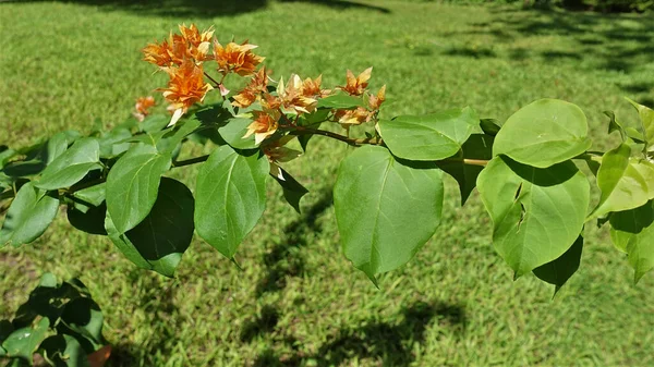 Une Branche Gracieuse Aux Feuilles Vertes Aux Fleurs Orange Vif — Photo