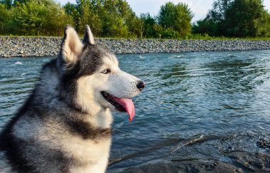       Sibirya köpeği nehir kıyısında oturuyor. Siyah beyaz tüylü, mavi gözlü, pembe dilli. Profil portresi. Yakın plan..                         