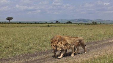 Savanadaki toprak bir yolda, iki vahşi güzel aslan yan yana yürüyor. Uzun yeleli, belirgin kasları var. Mavi gökyüzü, yaz günü. Kenya. Masai Mara Parkı.