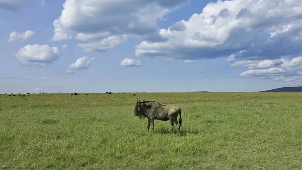 Der Riesigen Savanne Auf Dem Grünen Gras Gibt Ein Einsames — Stockfoto