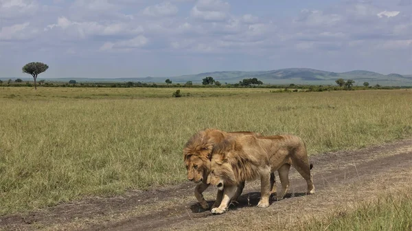 Savanadaki toprak bir yolda, iki vahşi güzel aslan yan yana yürüyor. Uzun yeleli, belirgin kasları var. Mavi gökyüzü, yaz günü. Kenya. Masai Mara Parkı.