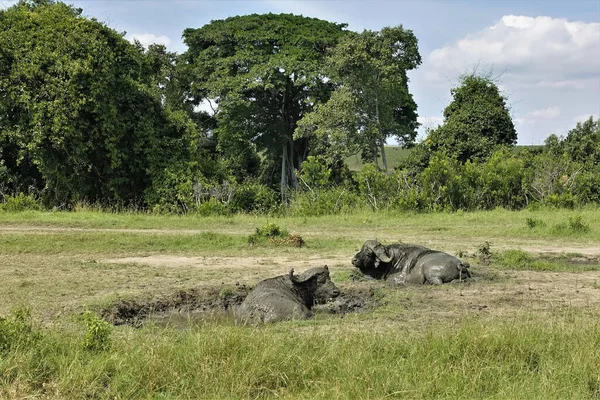 Two Buffaloes Completely Covered Mud Lie Puddle Savannah Green Trees — Stock Photo, Image