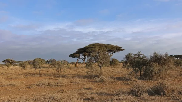 Torrsäsong Kenya Ensam Giraff Går Längs Savannens Gula Gräs Umbrella — Stockfoto