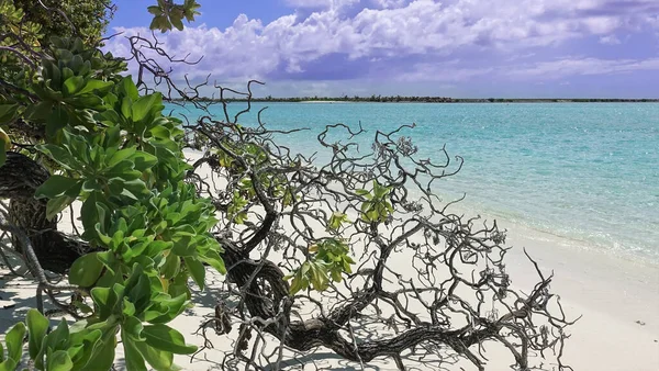 Тлі Білого Піщаного Пляжу Аквамаринового Океану Звисають Дерев Яні Гілки — стокове фото