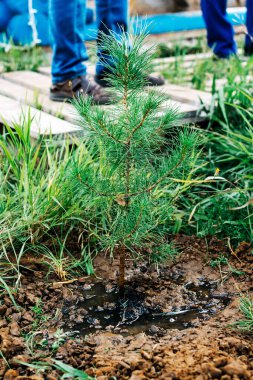 Parka yeni ekilmiş çam tohumları