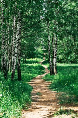 Yaz parkında uzun dolambaçlı patika