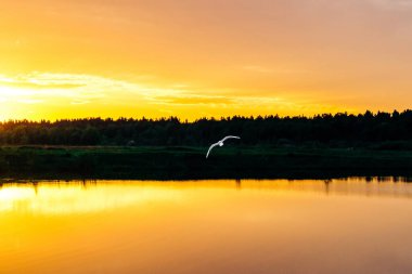 Beyaz kuş gün batımında gökyüzünde uçar