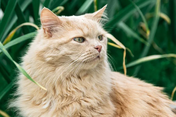 Prachtige Perzische Kat Het Gras Zomer — Stockfoto
