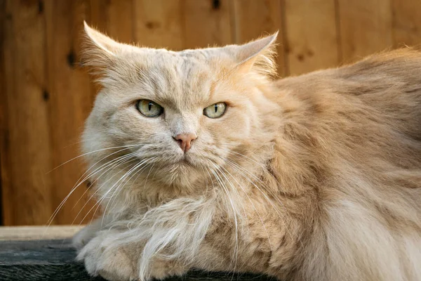 Portret Van Een Prachtige Perzische Kat Een Landhuis — Stockfoto