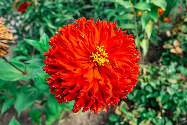Grande Flor Vermelha Jardim Verão — Fotografia de Stock