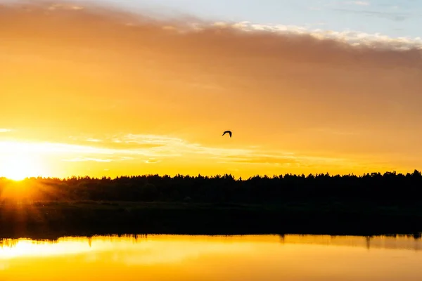Flying bird in the sky over the lake at orange sunset
