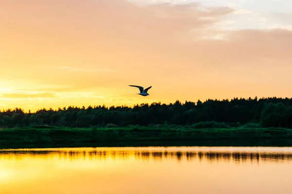 Orange sunset on a lake with a flying bird