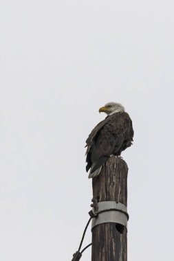 Kel kartal kutup levrek Los Angeles eteklerinde