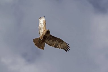 Atmaca AVI yukarıda yüksek yüzünden